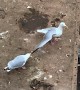 Seagull Pulling on Friends Wing
