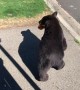 Black Bear Casually Takes Food From Garage