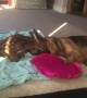 Injured Fawn Comforted by Loving Dog