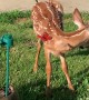 Bambi Plays with Solar Powered Butterfly