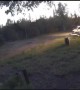 Brown Bear and Her Cubs Chasing Moose