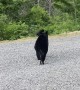 Bear Family Visits Human Family on Vacation