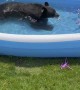 Bear Escapes Heatwave in Kiddie Pool