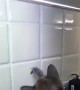 Kitty Attacks Kitchen Tile