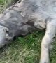 Doggy Dives Into Deep Mud Puddle