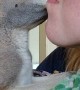 Baby Kangaroo Gives Lady Kisses