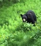 Playful Bear Practices Charging on Grass