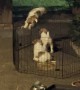 Jack Russell Puppies Escape Pen