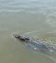 Gator Follows Fisherman's Popping Cork Closely