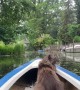 Kayaking Kitty Goes for Calm Ride in the Rain