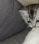 Kitten Provokes Sleeping Bulldog From Secret Hiding Spot
