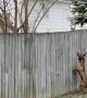 Excited Dog Uses Fence to Try and Catch Squirrel