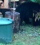 Vermont’s 3-Legged Mama Bear Teaches Her Cubs