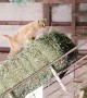 Courageous Cat Goes for Hay Ride