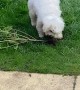Fluffy Pup Helps with Gardening