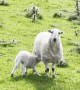 Lamb Sprints Toward Sweet Reunion With Mother