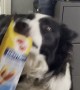 Doggy Fetches Treats for Himself