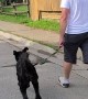 Excited Labradoodle Leaps Like a Bunny