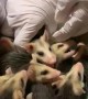 Plentiful Possum Babies
