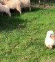 Determined Borgi Herds Sheep Like A Pro