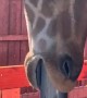 Giraffe Scratches Tongue on Post