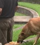 Sneaky Pup Snags Pizza