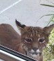 Young Bobcat Pops by for a Peek