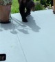 Yearling Bear Visits Local Patio