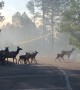 Arizona Elk Herd Flees from Fire