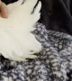 Cockatoo Lays Egg in Her Human's Lap