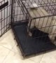 Pug of Habit Can't Operate Slightly Turned Crate