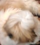 Little Shih Tzu Nails the Play Dead Trick