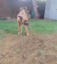 Good Doggo Helps Pull Out Roots in the Garden