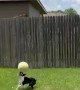 Extremely talented dog shows off balancing skills