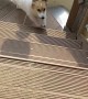 This Corgi Loves Going Down Slides