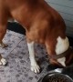 Boxer Struggles to Pick a Bowl