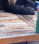 Bears Knock Over Beers on Back Porch