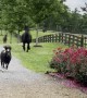 String of Horses Gallop Down Country Road