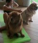 Big Happy Dogs Help Out With Workout