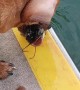 Dog Uses Treat Chum to Catch Fish