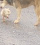 Dog Spotted Carrying Chicken Releases it