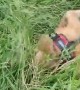 Dog Goes Rolling in Grass