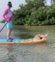 Fluffy Kitty Paddleboards into the Weekend