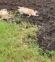 A Group of Shiba Inus Find Manure Pile
