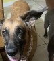 Dog hilariously bounces ears to the beat