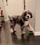 Puppy stops playing with toy to tell owner her loves her