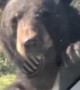 Bear Crawls on Unsuspecting Car