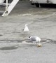 Jerk Seagull Steals Prized Snack from Friend