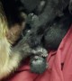 Monkey Loves Newborn Kittens