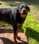 Toddler and Rottweiler Sing Songs Together